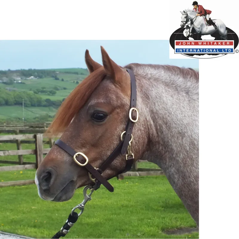 John Whitaker Breeder Headcollar in Havana